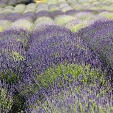 2 Pers Au Lavandou, Pres Plage, Parking, Menage Inclus - Fr-1-251-78 アパート